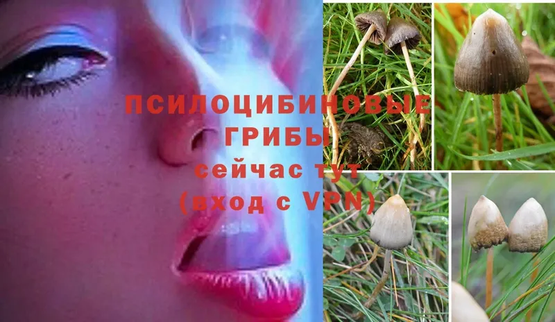 Галлюциногенные грибы MAGIC MUSHROOMS  Барыш 